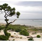 Yakushima