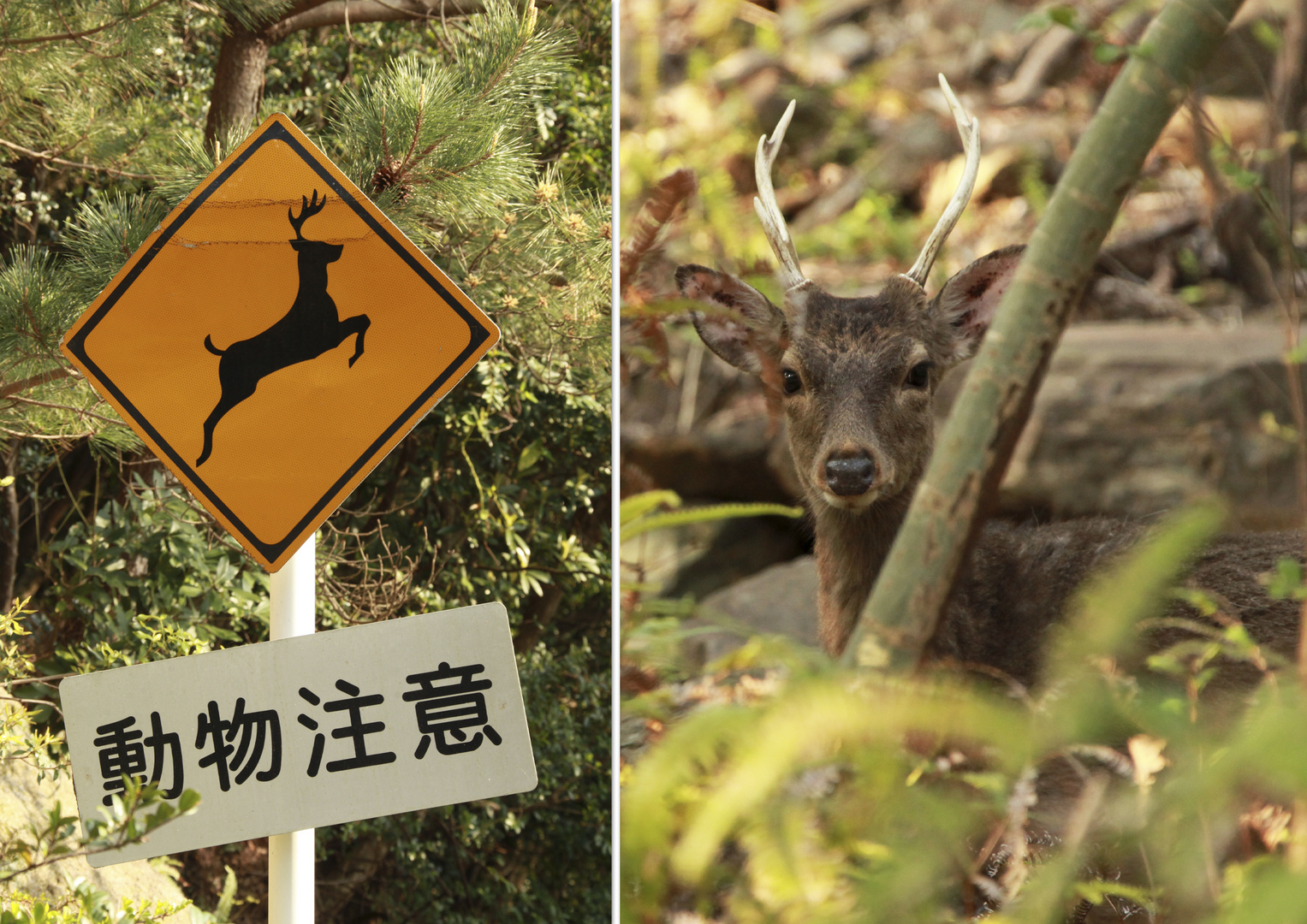 Yakushima..1