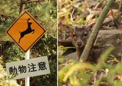 Yakushima..1