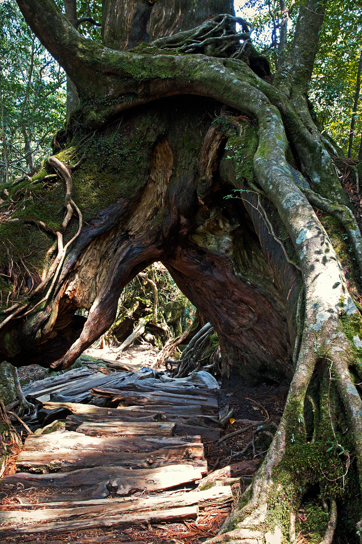 Yakushima_a