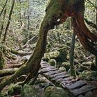 Yakushima_b