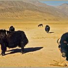 YakYakYak Überland, Tibet