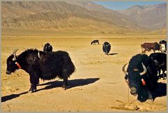 YakYakYak Überland, Tibet