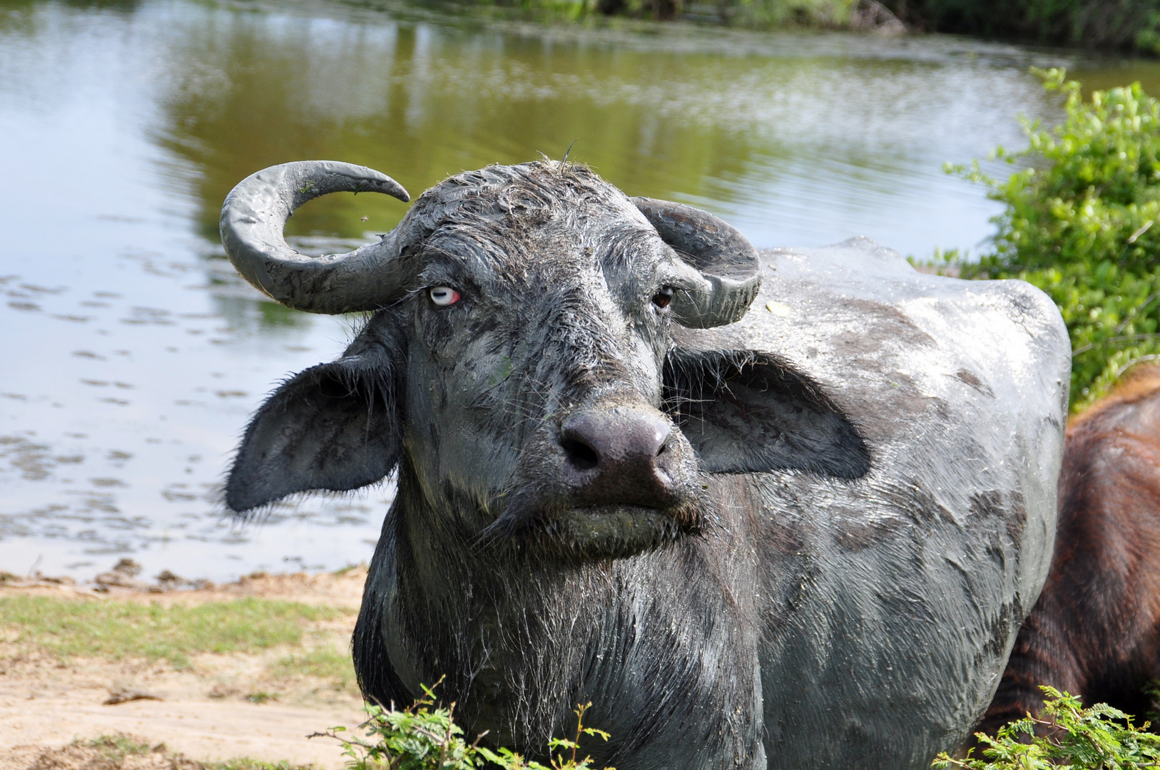 Yala National Park