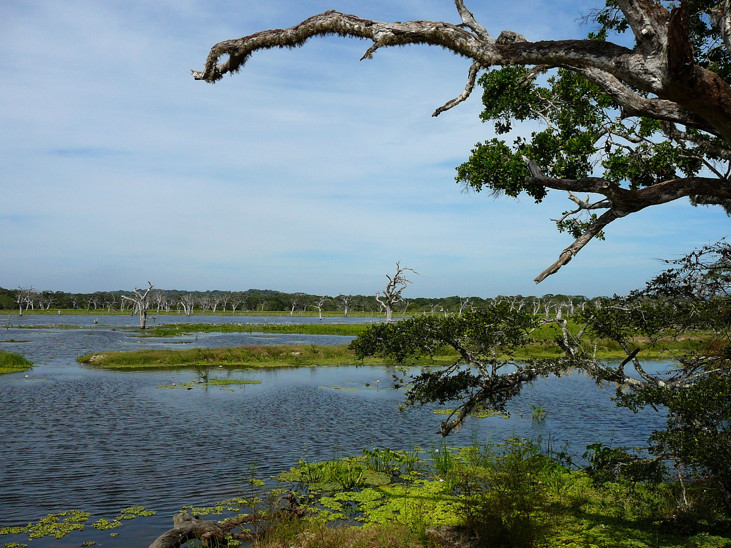 Yala Nationalpark.