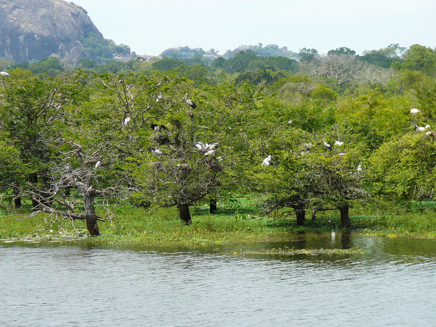 Yala Nationalpark.