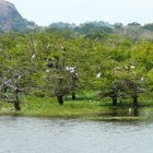 Yala Nationalpark.