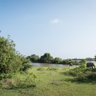 Yala-Nationalpark, Sri Lanka