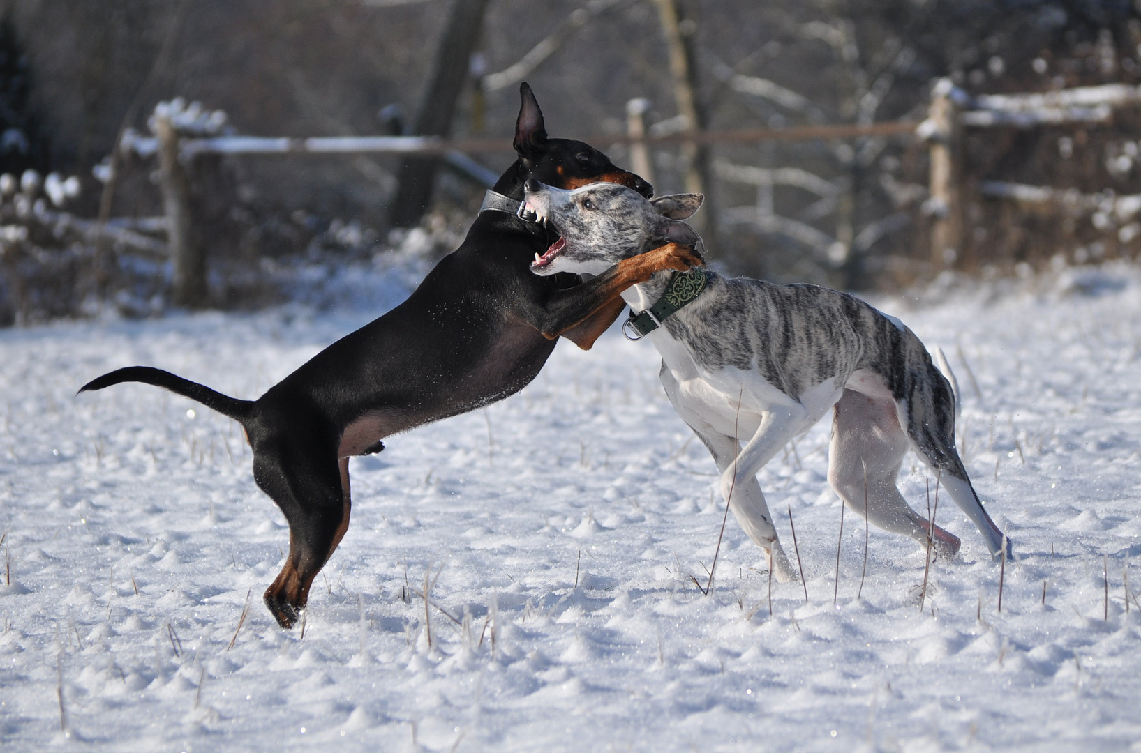 Yala und Quentin