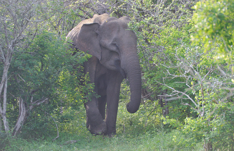 Yale Nationalpark 4