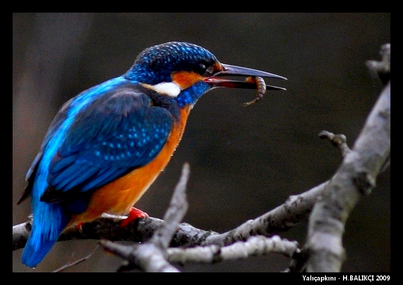 Yaliçapkini - King Fisher (Alcedo atthis)