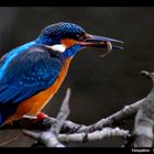 Yaliçapkini - King Fisher (Alcedo atthis)