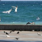 Yalta, girl, sea, breeze, seagulls