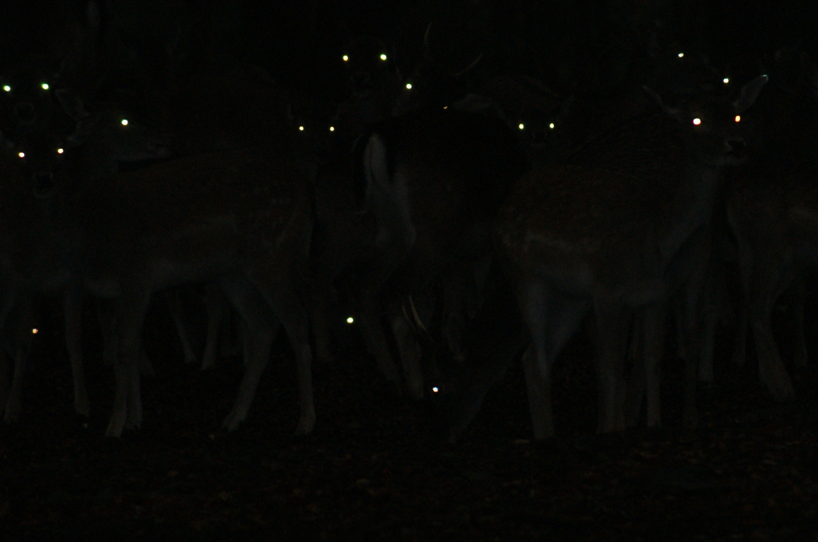 Yampyre by night