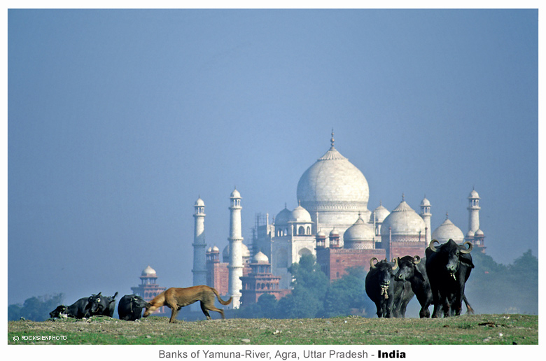 Yamuna Banks