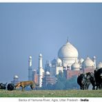 Yamuna Banks