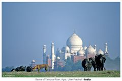 Yamuna Banks