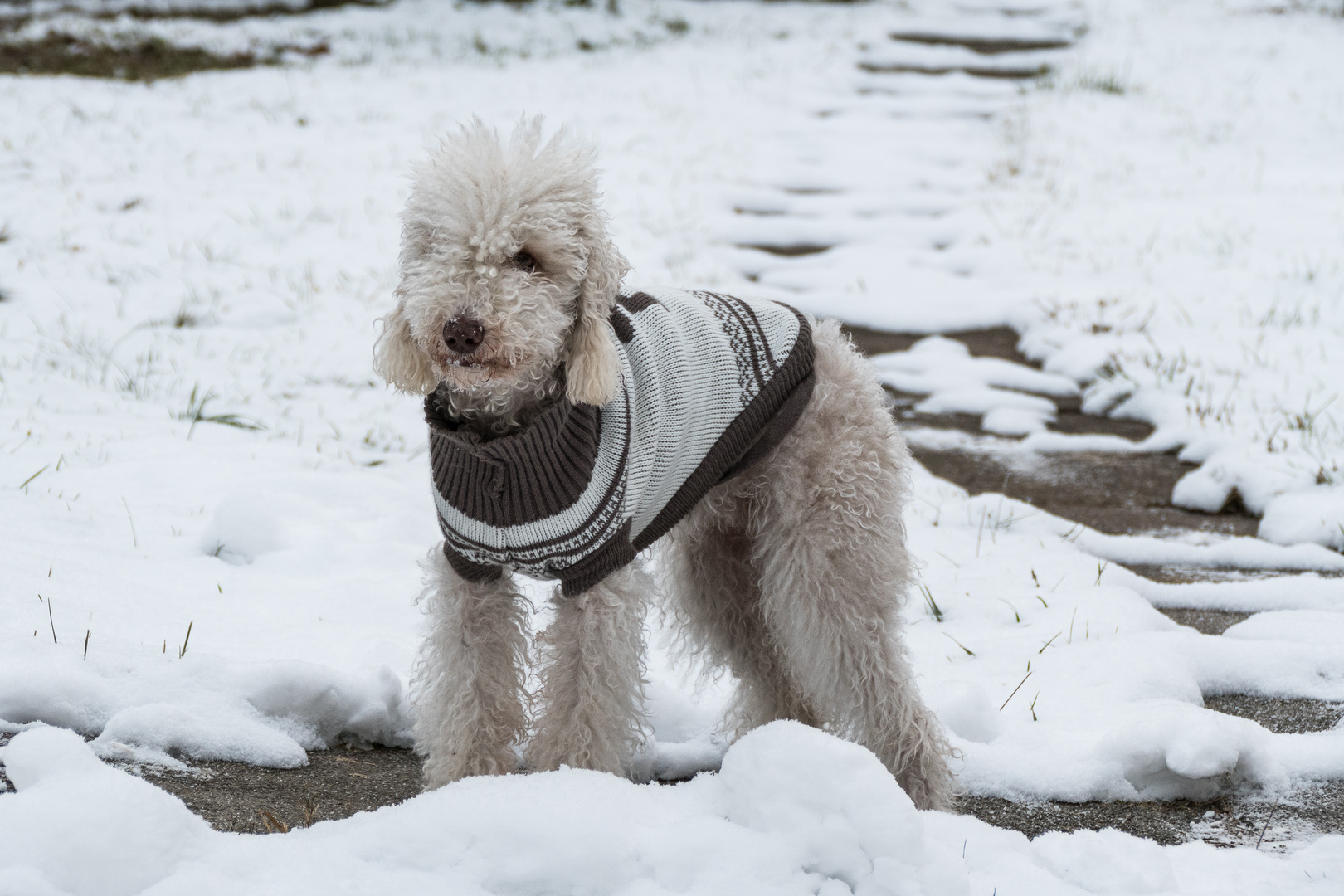 Yana's Winterdress