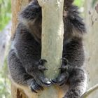 Yanchep - Interessante Schlafposition des Koala`s