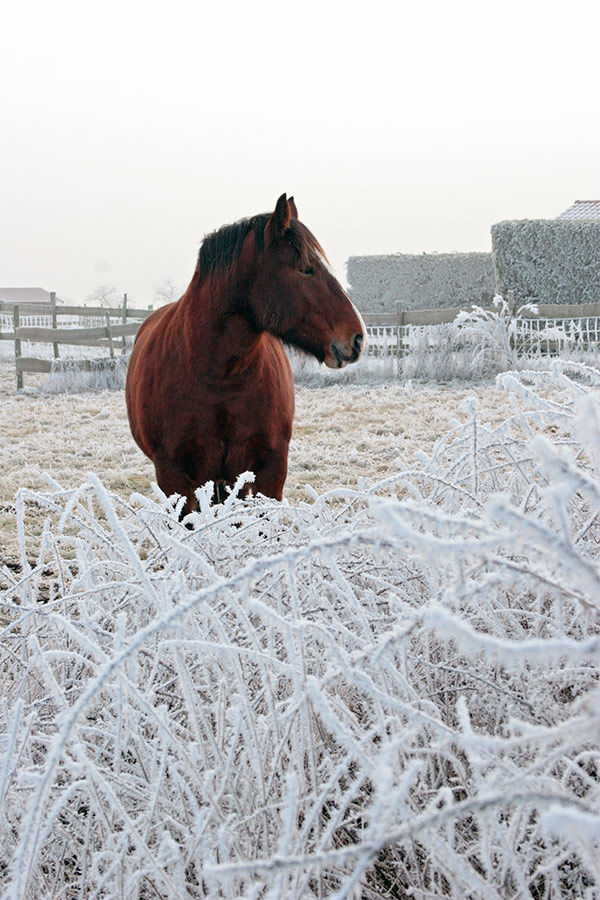 Yangra en hiver