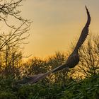 Yard-Art stählerner Adler