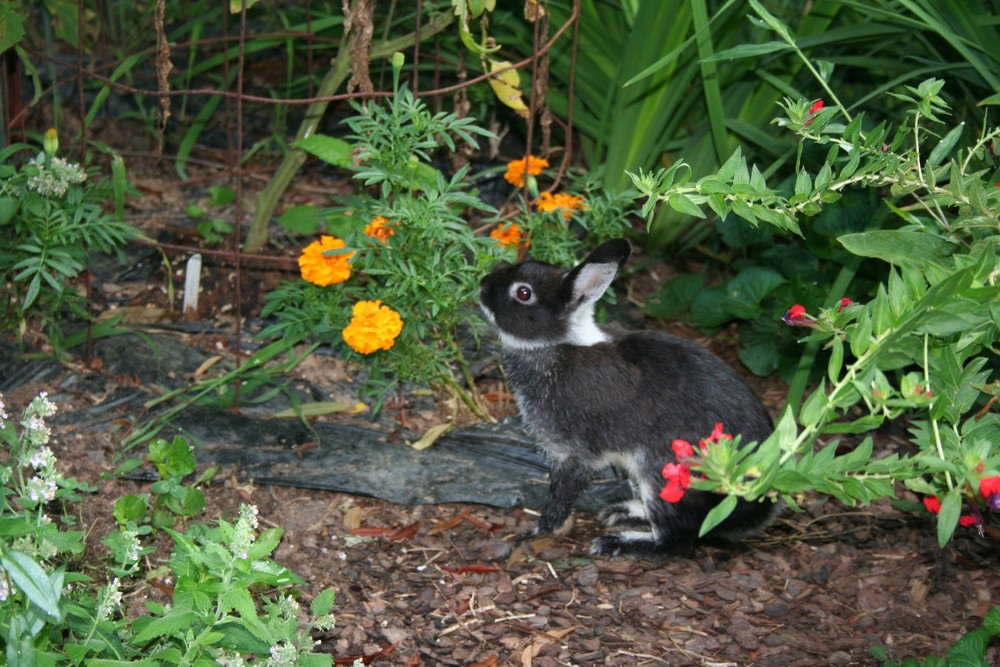 Yard bunny