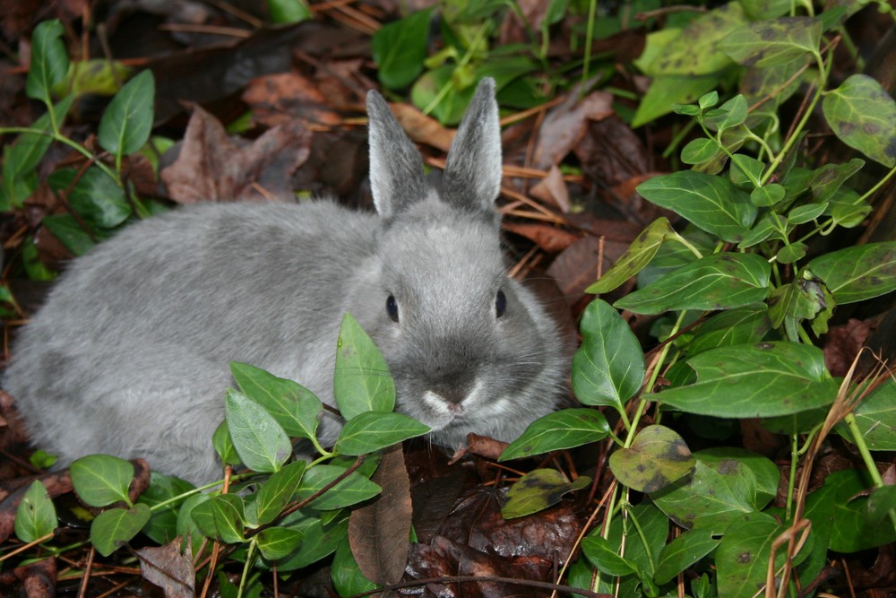 Yard Bunny