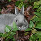 Yard Bunny