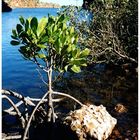 Yardie Creek, Westcoast