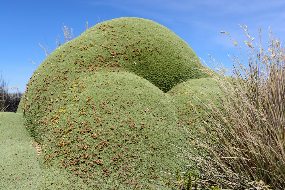 Yareta (Azorella compacta)