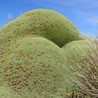 Yareta (Azorella compacta)