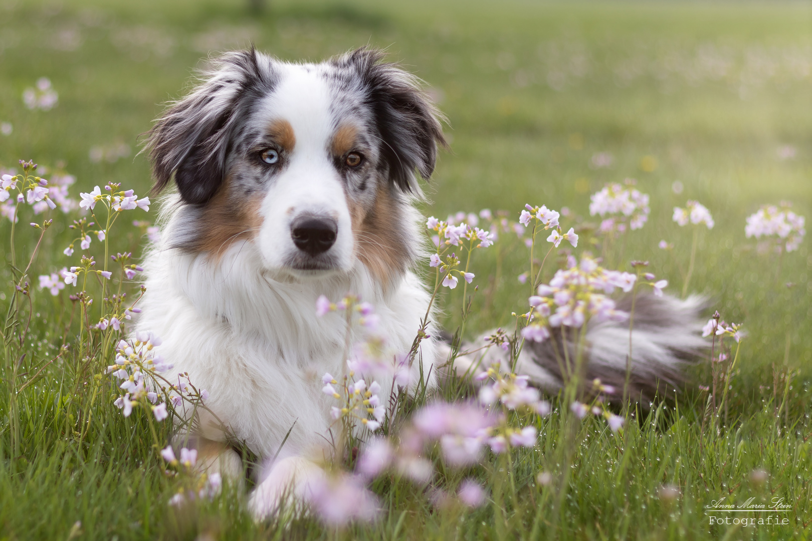 yari und der frühling