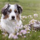 yari und der frühling