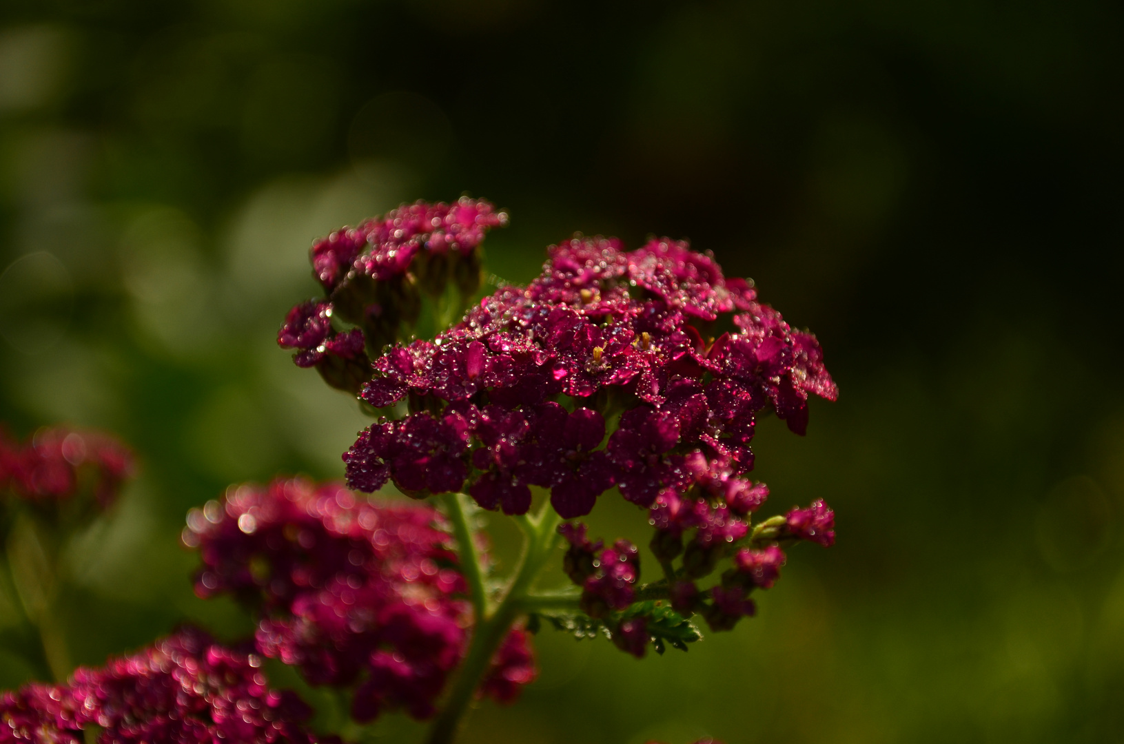 yarrow