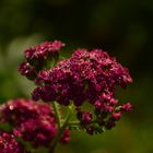 yarrow