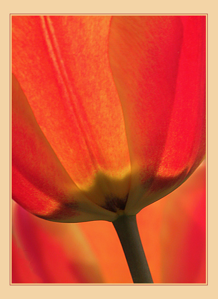 yat - yet another tulip :-)