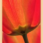 yat - yet another tulip :-)