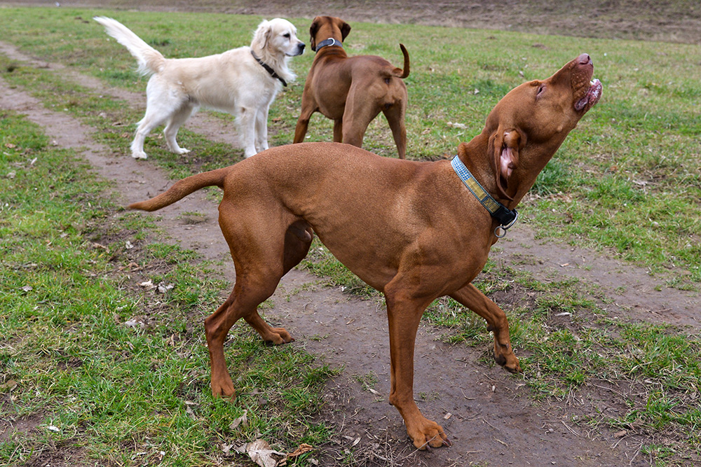 *Yaul* Immer diese blöden Hunde mit der weißen Weste machen das Rennen