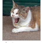 Yawn .... the cat
