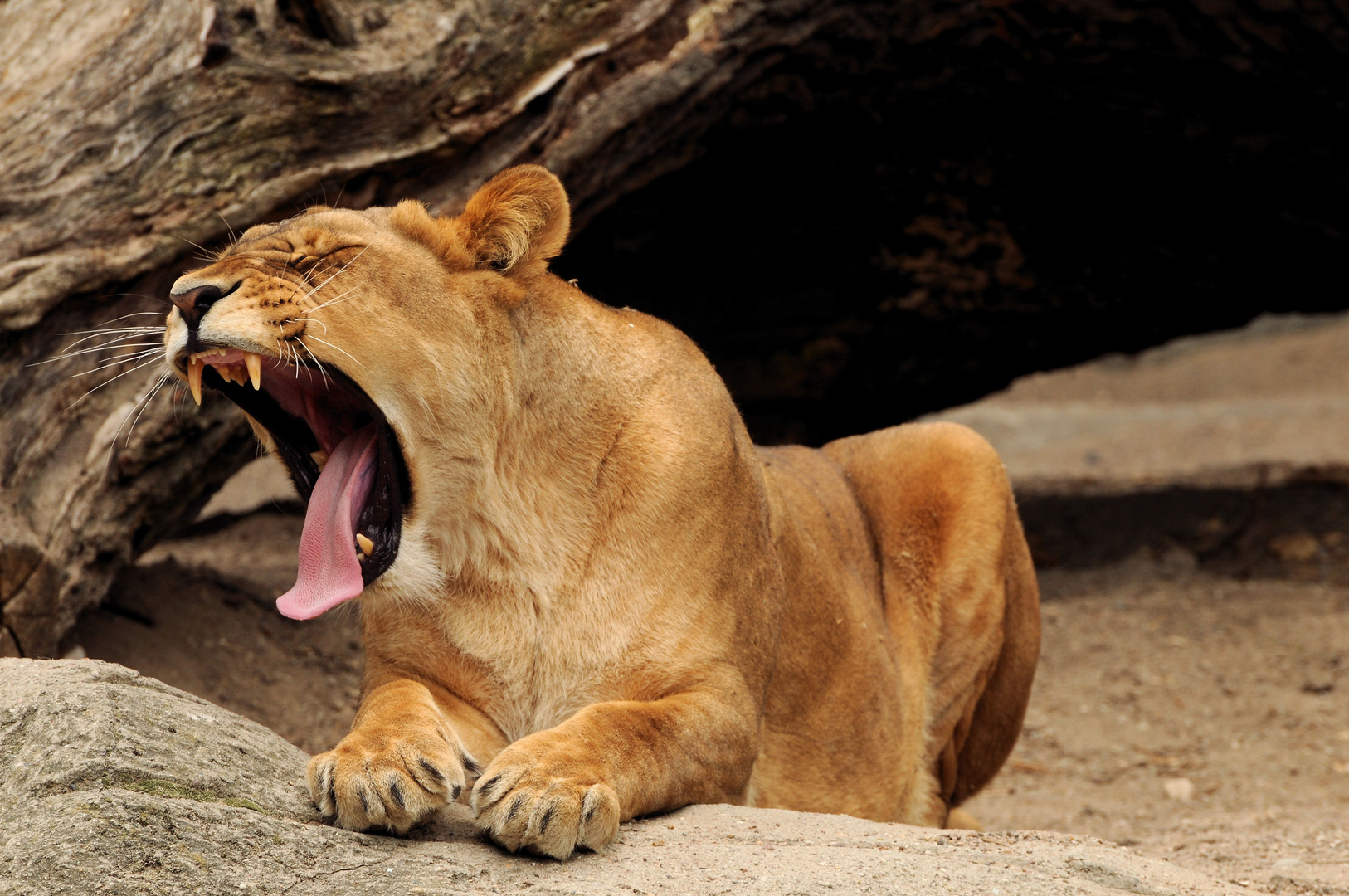 Yawning!