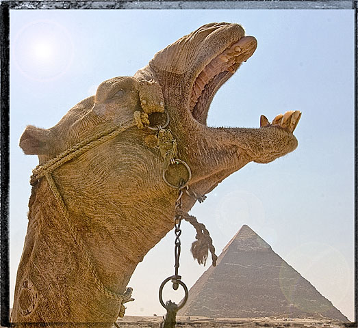 Yawning camel and pyramid