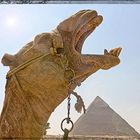 Yawning camel and pyramid