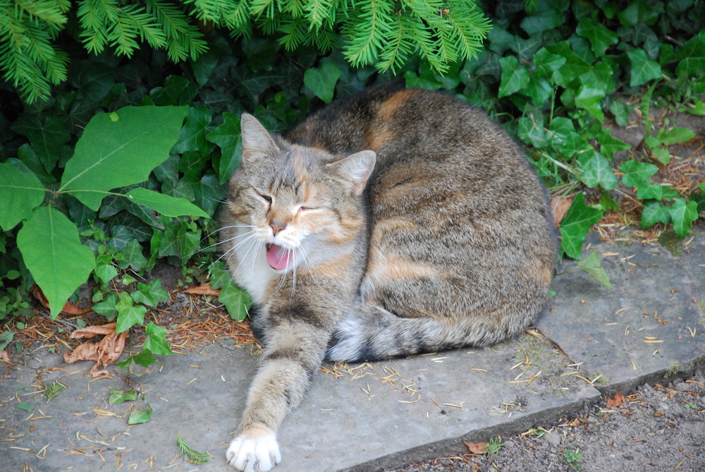 yawning cat