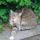 yawning cat