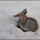 yawning desert fox