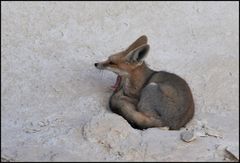 yawning desert fox