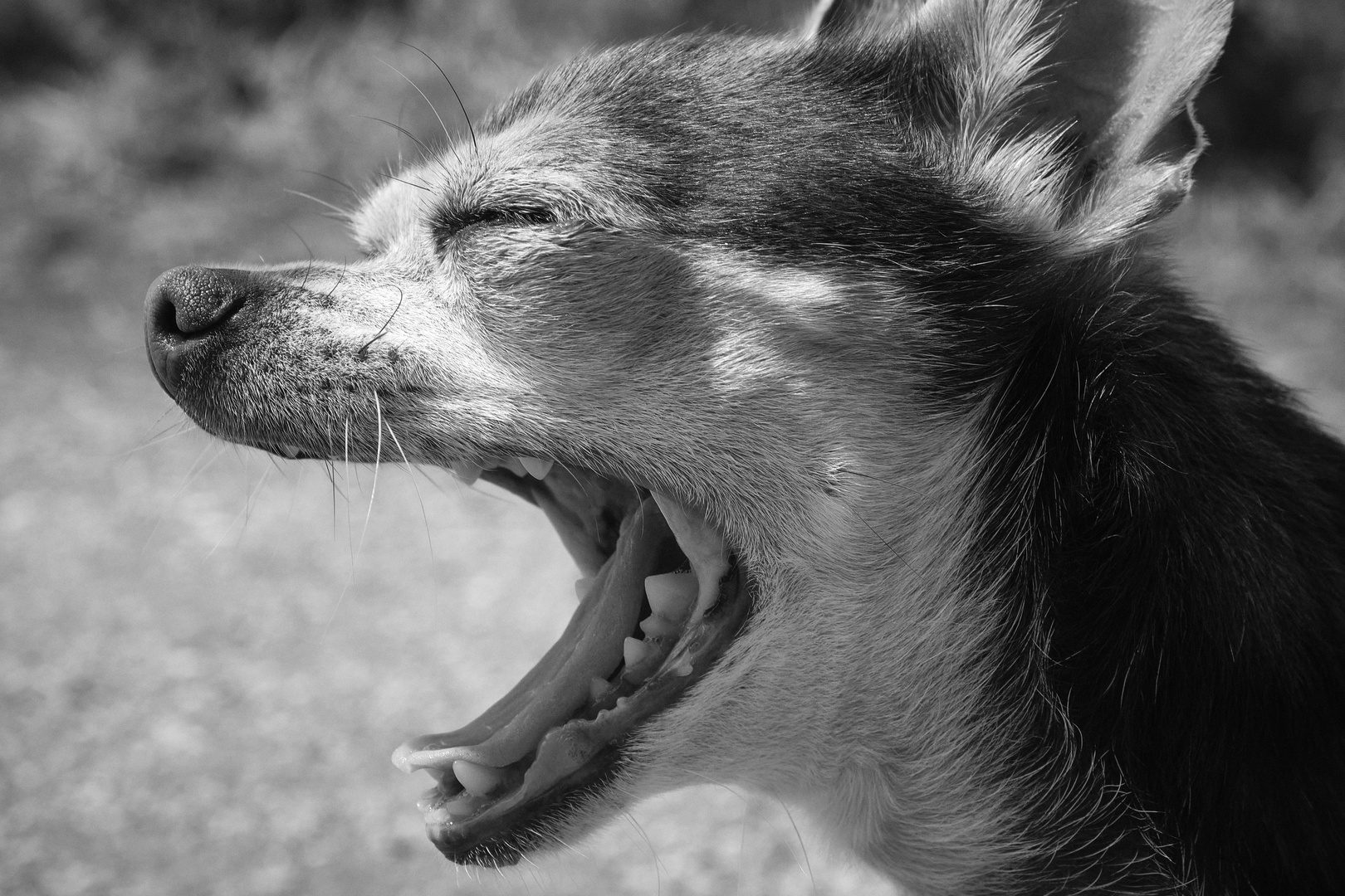 Yawning dog