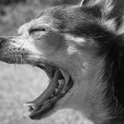 Yawning dog