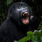 yawning gorilla in Bwindi Impenetrable National Park, Uganda