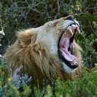 yawning lion